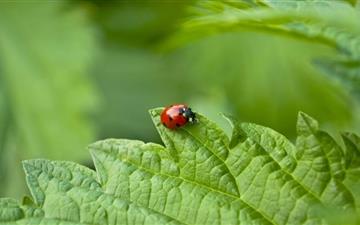 Small Ladybug All Mac wallpaper
