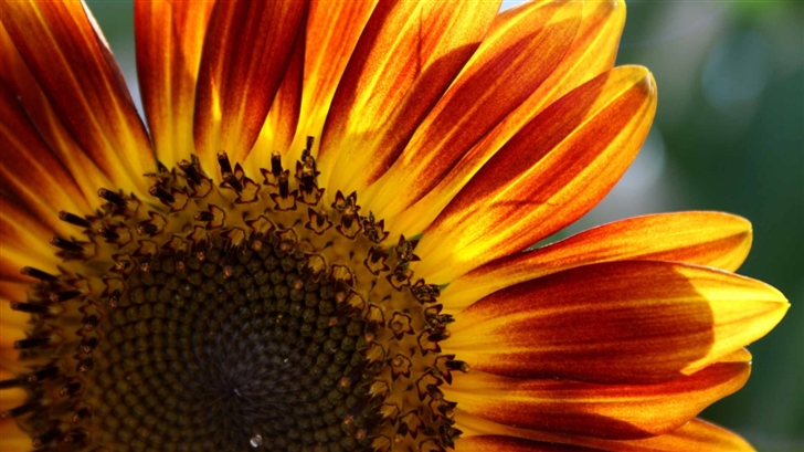 The Sunflower Mac Wallpaper