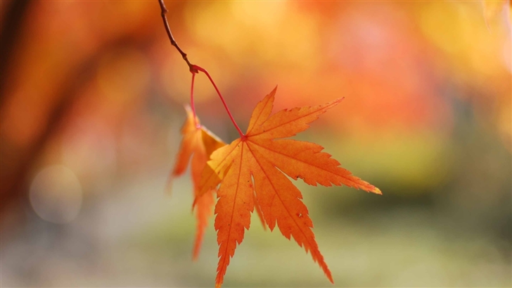 Autumn Colors Mac Wallpaper