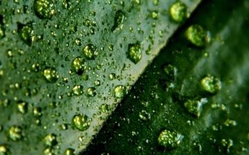 Leaf And Water Drops All Mac wallpaper
