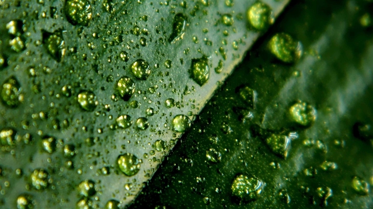 Leaf And Water Drops Mac Wallpaper