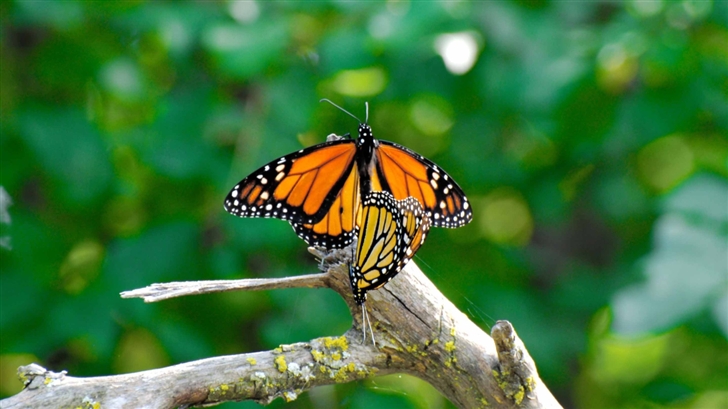 Monarch Butterflies Mating Mac Wallpaper
