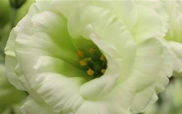 White Flower Macro Photography MacBook Pro wallpaper