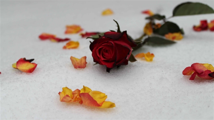 Roses In Snow  Mac Wallpaper