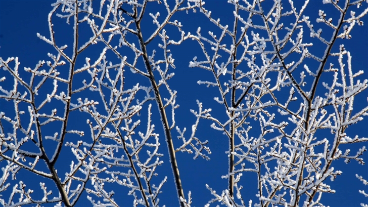 Snowy Tree Branches Mac Wallpaper