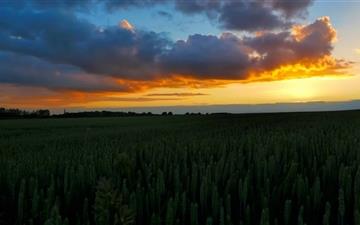Sunset In The Wheat Field All Mac wallpaper