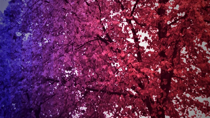 Tree Of Colors Mac Wallpaper