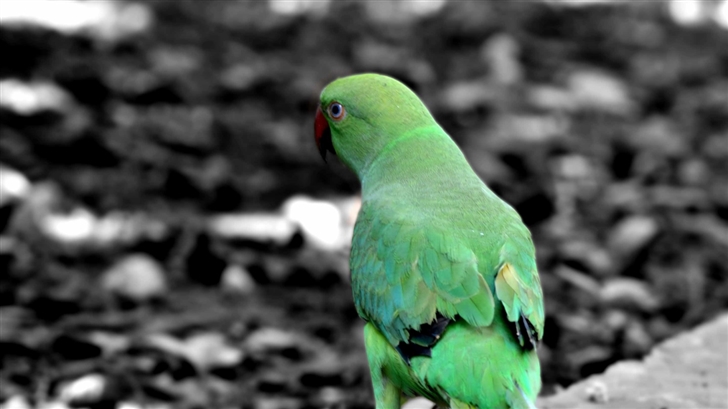 Green Parrot Mac Wallpaper