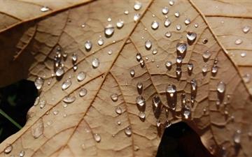 Water Drops On A Dried Leaf All Mac wallpaper