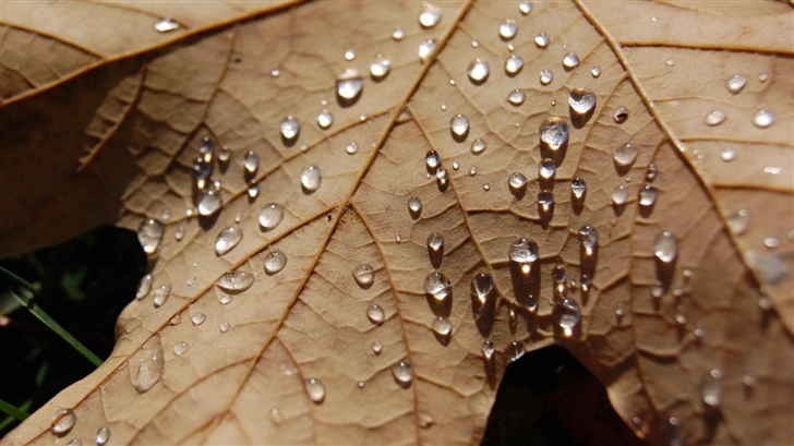 Water Drops On A Dried Leaf Mac Wallpaper