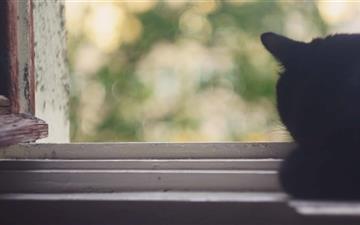 Black Cat Near Window All Mac wallpaper