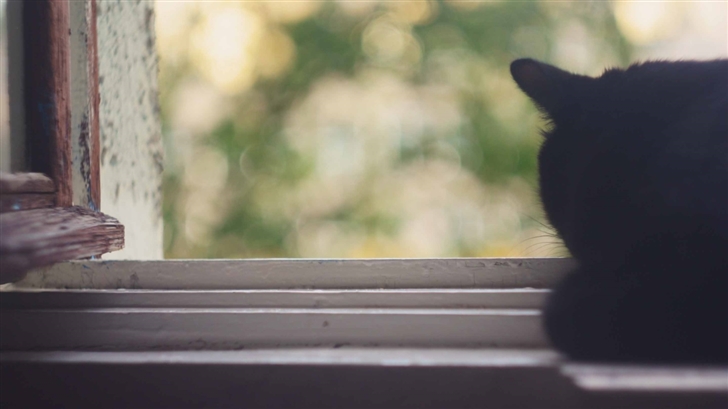 Black Cat Near Window Mac Wallpaper