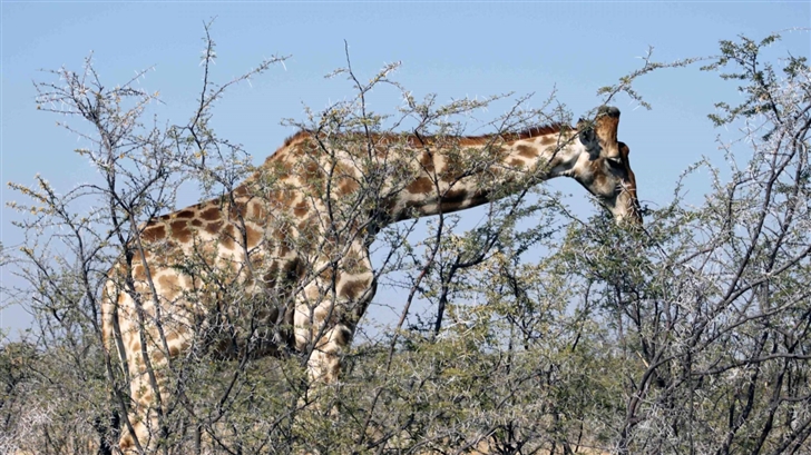 Giraffe Eating From A Tree Mac Wallpaper