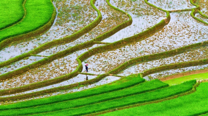 Green Rice Fields Mac Wallpaper