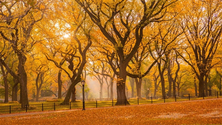 Central Park Fall Foliage Mac Wallpaper