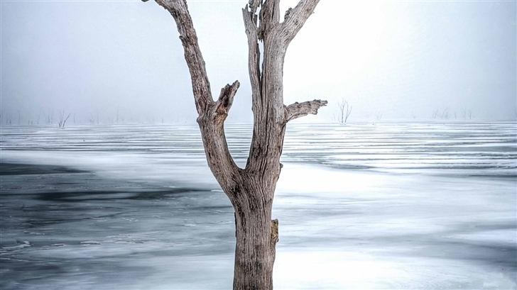 Dead Tree Clinton Lake Mac Wallpaper