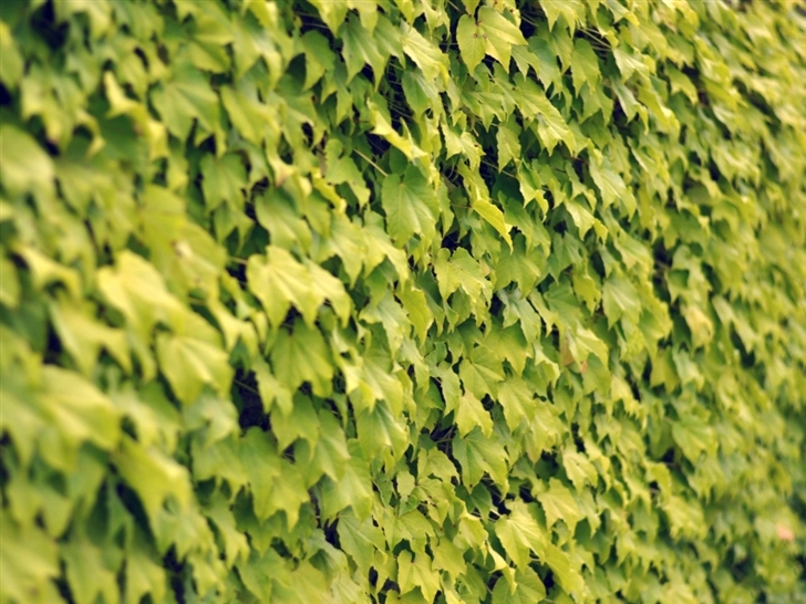 Ivy wall summer Mac Wallpaper