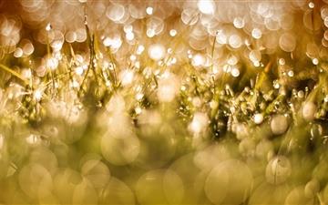 Morning Dew Drops On Grass All Mac wallpaper