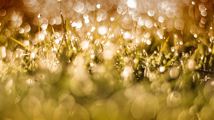 Morning Dew Drops On Grass Mac Wallpaper