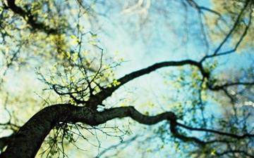 Branches spring All Mac wallpaper