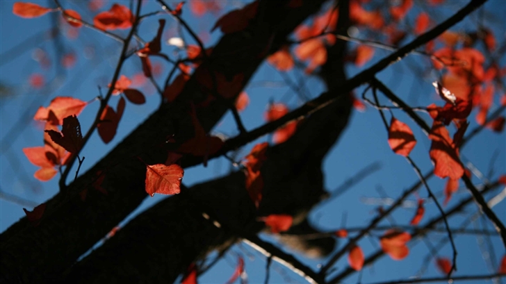 Tree With Red Leaves Autumn Mac Wallpaper