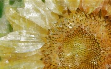 Abstract Sunflower All Mac wallpaper