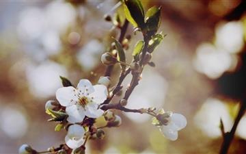 Cherry Flowers And Buds All Mac wallpaper