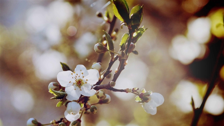 Cherry Flowers And Buds Mac Wallpaper