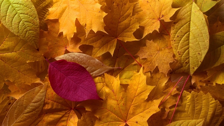 Fall Leaves Mac Wallpaper