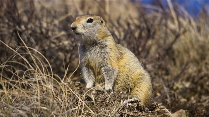 Arctic Ground Squirrel Mac Wallpaper