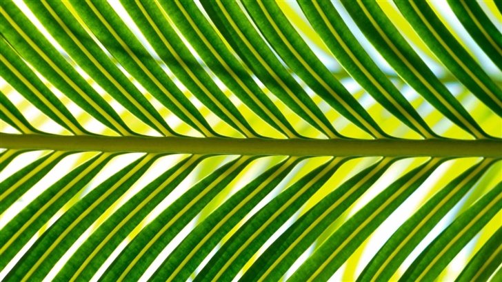 Madagascar Leaf Mac Wallpaper