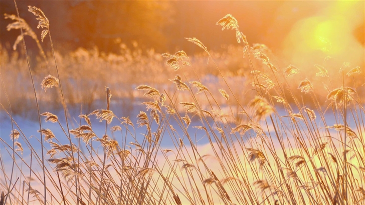 Reeds In The Morning Sun Mac Wallpaper