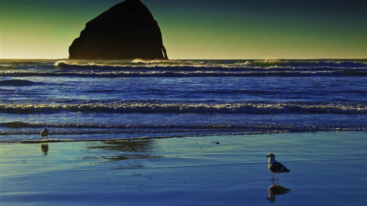 Seagulls On The Beach Mac Wallpaper