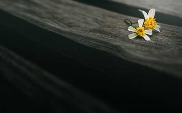 Two Flowers On Wood All Mac wallpaper