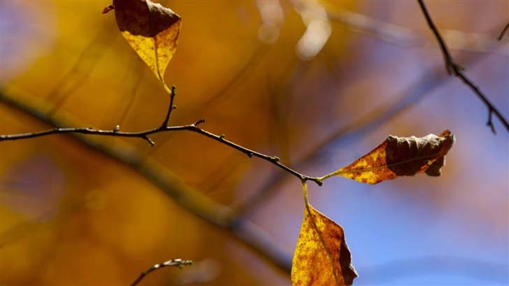 Whitered Autumn Leaves Mac Wallpaper