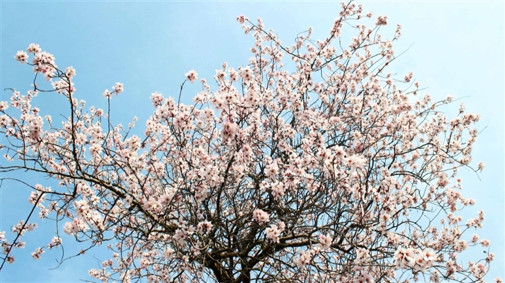 Spring Blossom  Mac Wallpaper