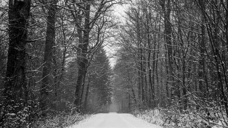 Forest Path Winter Mac Wallpaper