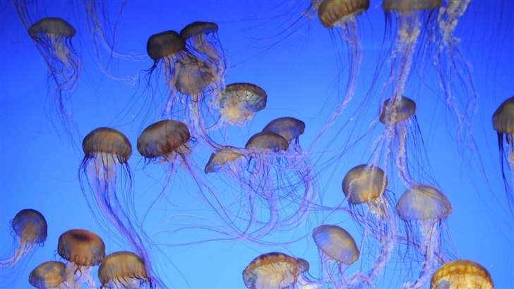 More Jellyfish Mac Wallpaper