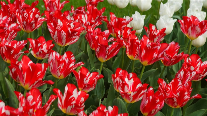 Red And White Tulips Mac Wallpaper