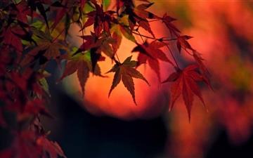 Sunset Red Japanese Maple Leaves All Mac wallpaper