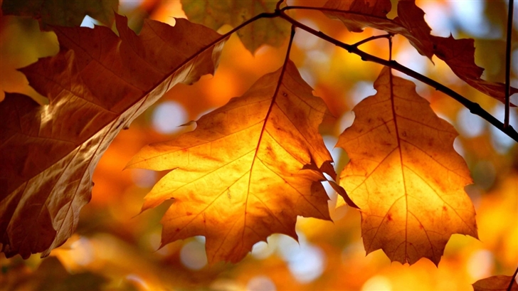 Autumn Foliage Mac Wallpaper