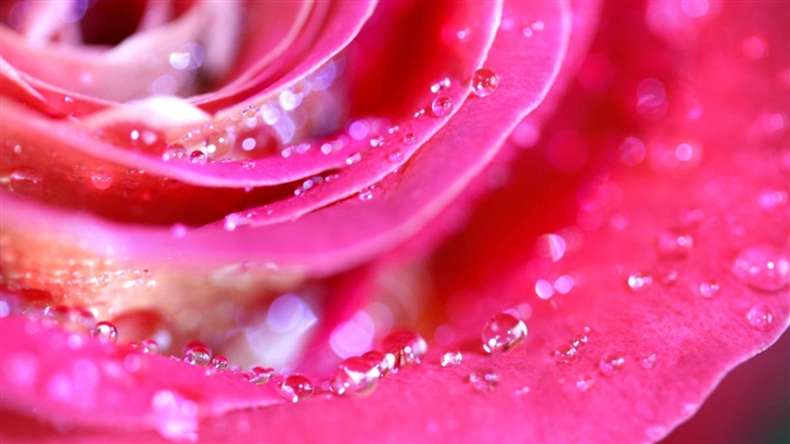 Rose Petals Macro Mac Wallpaper