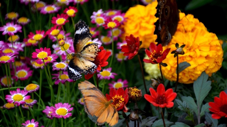 Butterfly And Colorful Flowers Mac Wallpaper