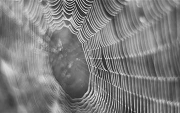 Dew On Spider Web Macro All Mac wallpaper