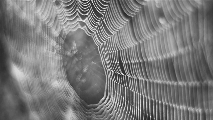 Dew On Spider Web Macro Mac Wallpaper
