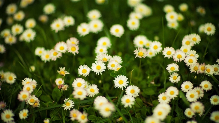 Grass And White Flowers Mac Wallpaper