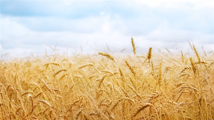 Wheat Yield Mac Wallpaper