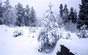 Winter In The Forest All Mac wallpaper