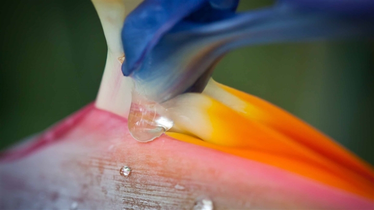 Bird Of Paradise Flower And Droplets Mac Wallpaper