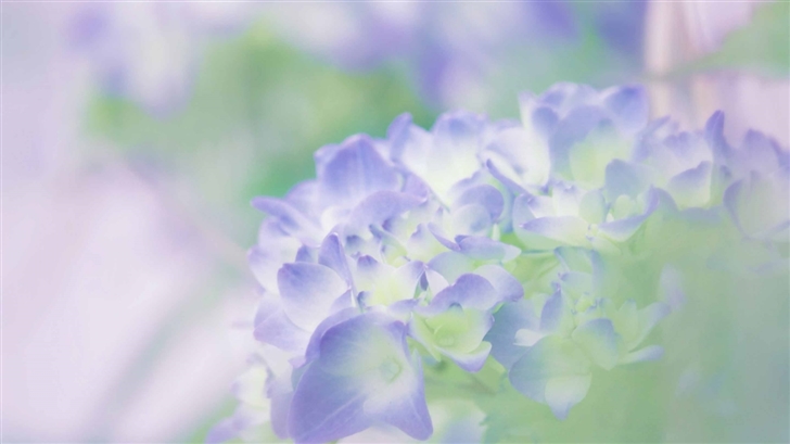 Hydrangea Blossoms Mac Wallpaper